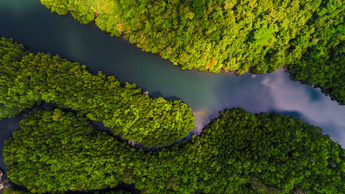 World Rainforest Day – #LoveTheForest