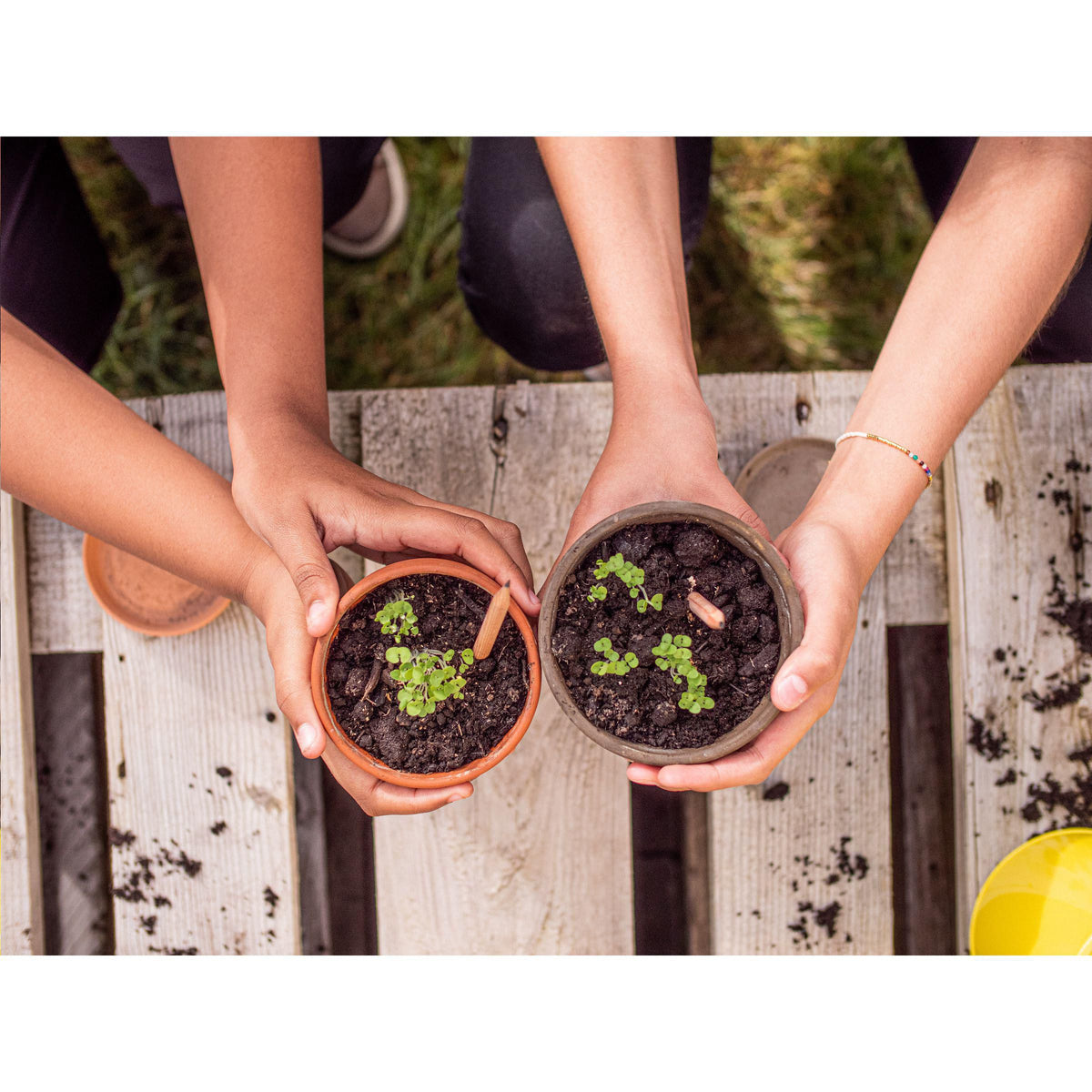 Holz