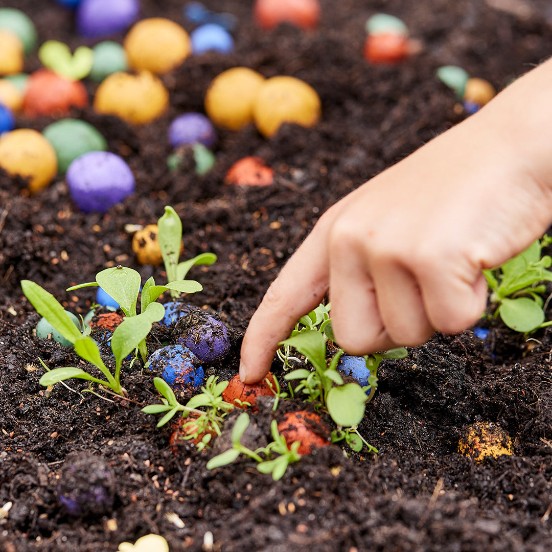 Blumenmurmel wird in die Erde eingepflanzt