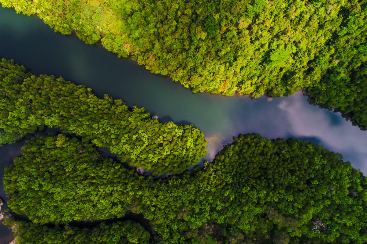World Rainforest Day  – #LoveTheForest