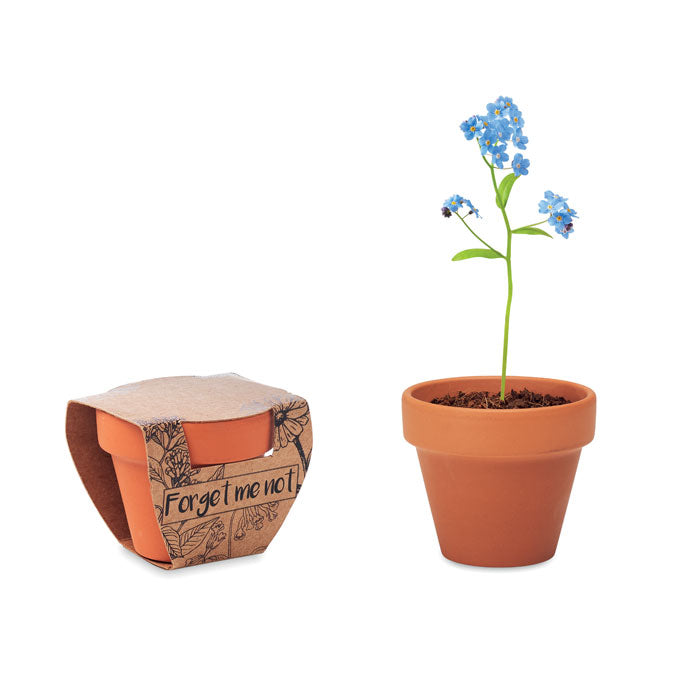 Forget Me Not Terracotta Topf Vergissmeinnicht