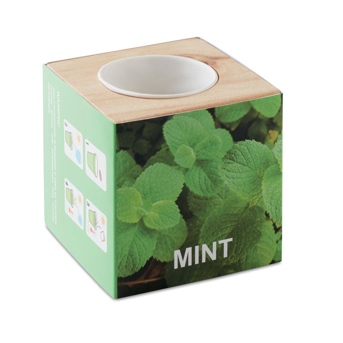 Menta Kräuterpflanz Set