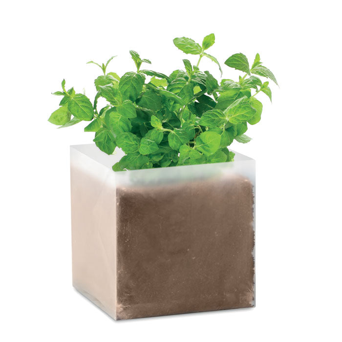 Mint Pflanz Set "Minze"