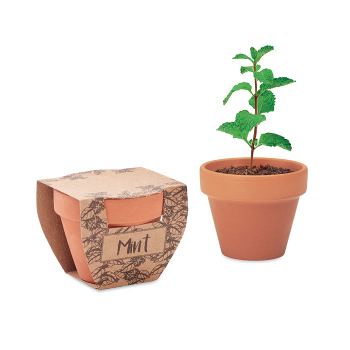 Mint Pot Terrakotta Topf Minze